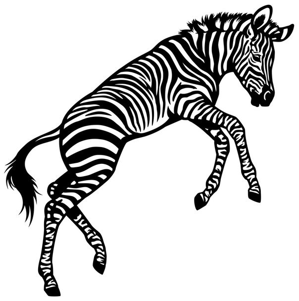 Zebra Baby - Vector, afbeelding