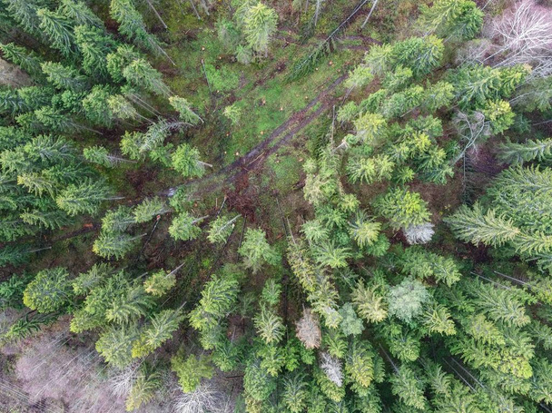 High angle shot of beautiful trees in a forest - great for a natural background - Фото, зображення