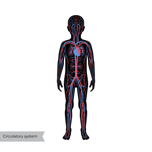 bloedsomloop anatomie - Vector, afbeelding