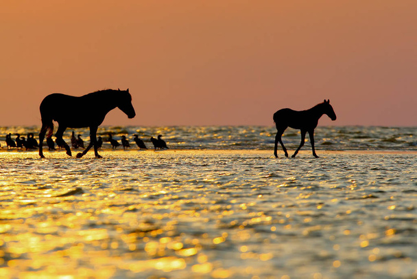 Aves e outros animais são fotografados nos raios do sol nascente no delta do Danúbio. Delicado rosa luz da manhã e silhuetas de aves e animais
. - Foto, Imagem