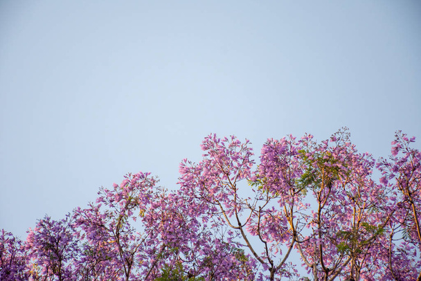 Albero di Jacaranda in piena fioritura con bellissimi fiori viola su sfondo blu cielo. Spazio vuoto per l'immissione del testo
 - Foto, immagini
