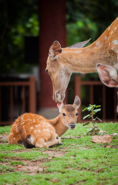 ciervos bebé y de mamá
 - Foto, imagen