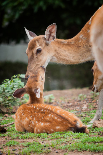 baby deer and mom's - Fotoğraf, Görsel