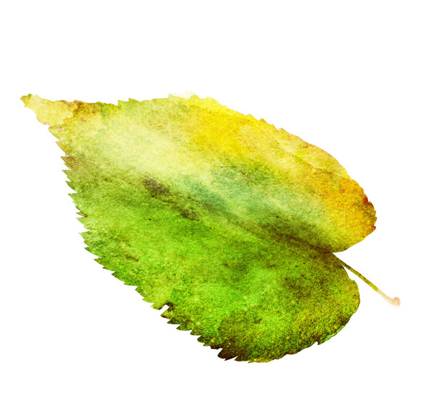 Watercolor leafs on white - Fotó, kép