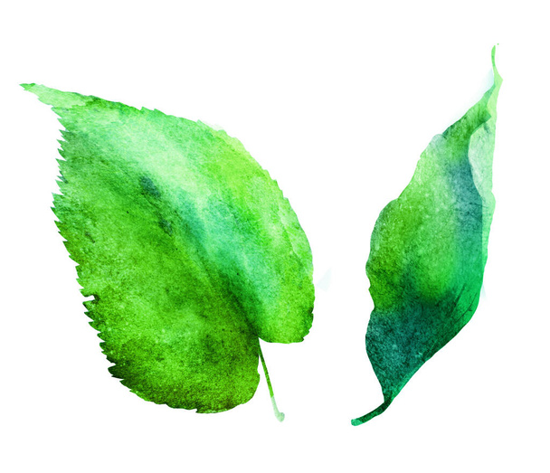 Watercolor leafs on white - 写真・画像