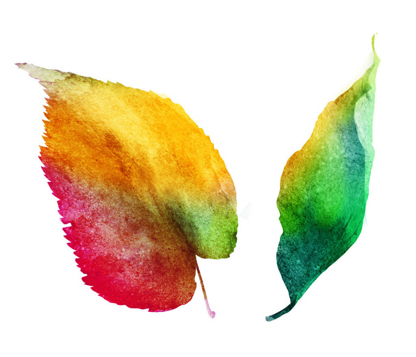 Watercolor leafs on white - Photo, Image