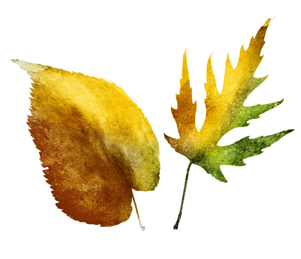 Watercolor leafs on white - Photo, image