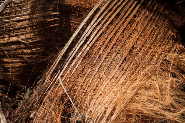palm sheath - Photo, Image