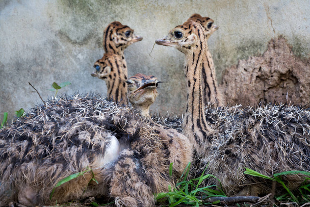 Baby страуса
 - Фото, зображення
