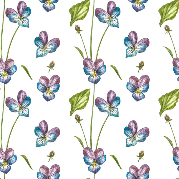 Pansy or daisy flower.Watercolor botanical illustration. Good for cosmetics, medicine, treating, aromatherapy, nursing, package design, field bouquet. Seamless patterns. - 写真・画像