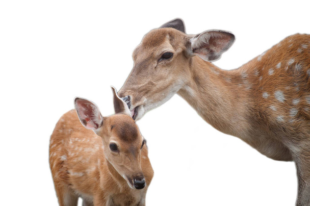 baby deer and mom's  - Photo, Image