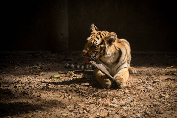 Tigre de bengala
 - Foto, Imagem