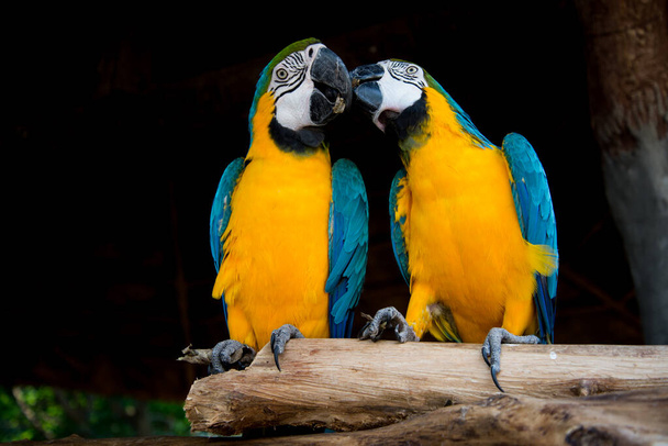 Guacamayo azul y amarillo - Foto, Imagen