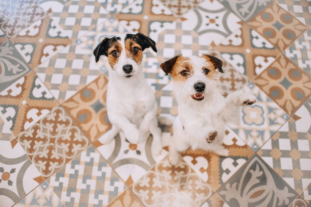 Two jack russell terriers stand on their hind legs - Fotografie, Obrázek