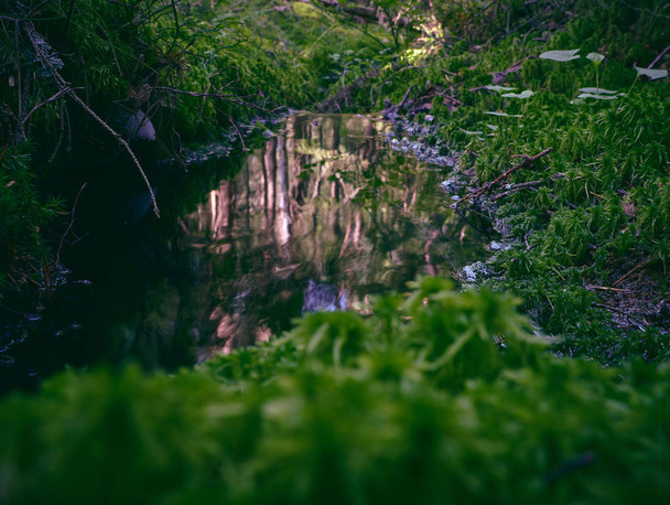 A small stream in the forest with moss around and reflections from trees in the water - Fotó, kép