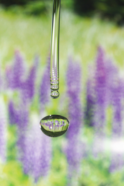 Drops of four seasons - spring. - Photo, Image