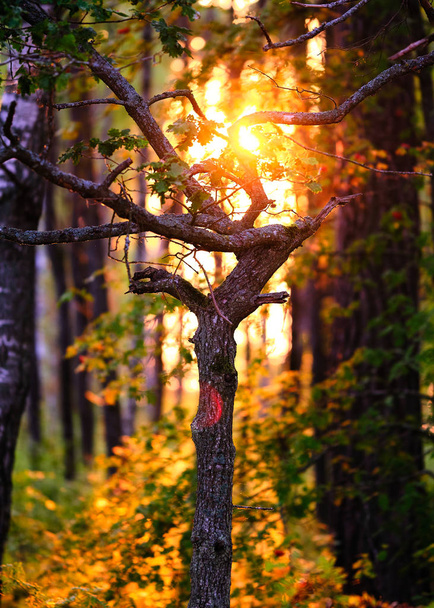 Backlit tree in a forest - Фото, изображение