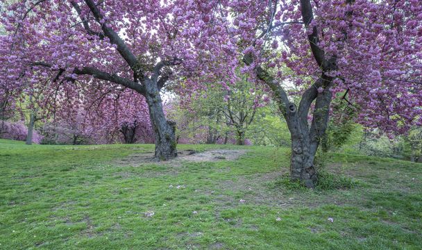 Central Park au printemps
 - Photo, image