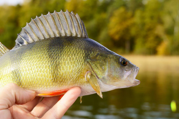 European perch close-up on a background of forest and sea, lake, river. Perca fluviatilis - Photo, Image