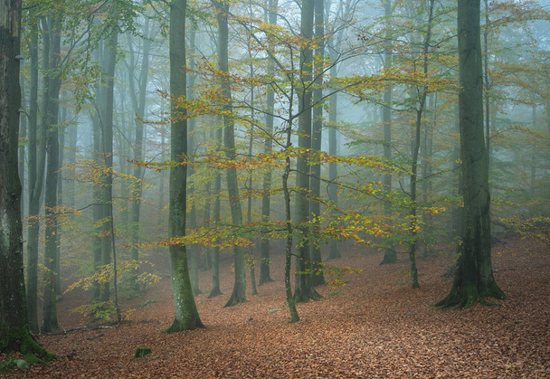 Köd az erdőben és fák őszi színekben - Fotó, kép