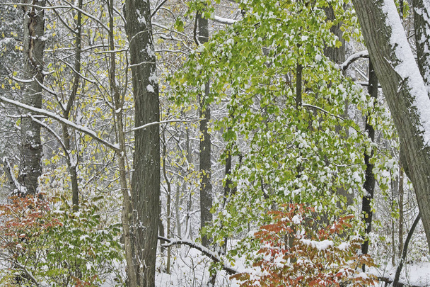 Paisaje otoñal de bosque nevado, Michigan, EE.UU.
 - Foto, imagen