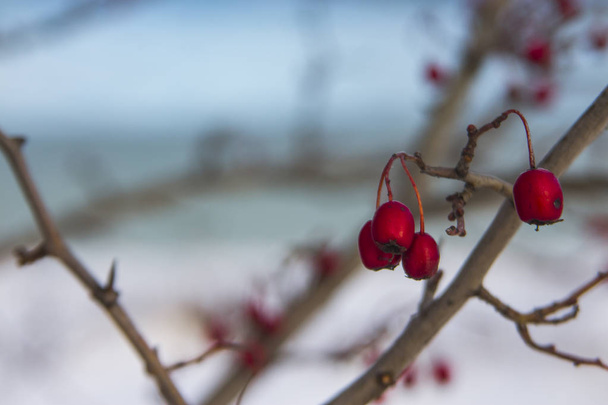 Rosehips em um parque de inverno em Tallinn. Estónia
 - Foto, Imagem