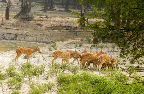 Stado jelenia odłogowego lub Chital (kopytne ssaki przeżuwaczy z rodziny Cervidae) dostrzeżone w środku malowniczych zielonych lasów tylnych kropli. Sanktuarium Bhadra Wildlife, Karnataka, Zachodnie Ghaty, Indi - Zdjęcie, obraz