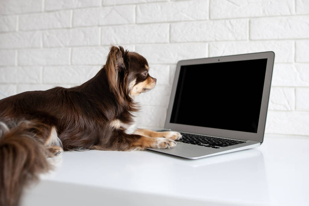 chihuahua dog working on a computer indoors - Foto, afbeelding