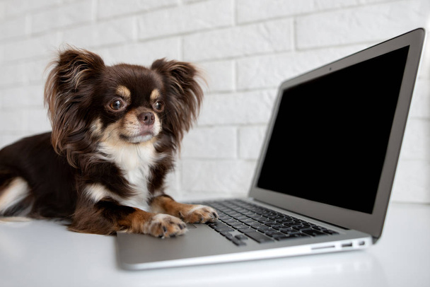 chihuahua dog working on a computer indoors - Foto, Imagem