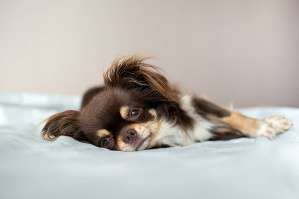 chihuahua dog posing on a bed - Fotoğraf, Görsel