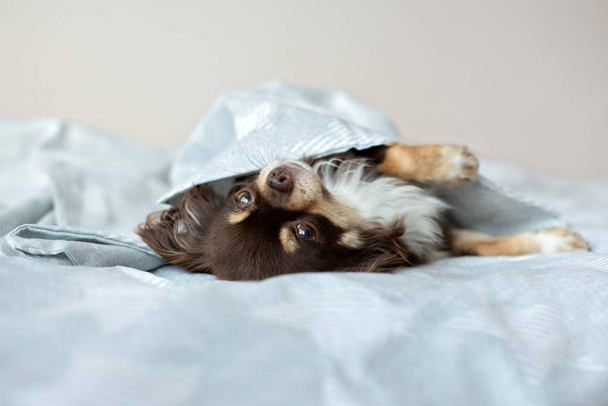 chihuahua dog relaxing on a bed - Fotó, kép