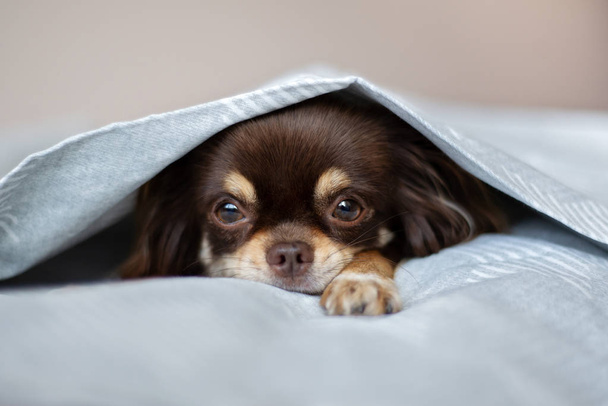 chihuahua dog resting on a bed - Foto, Imagem