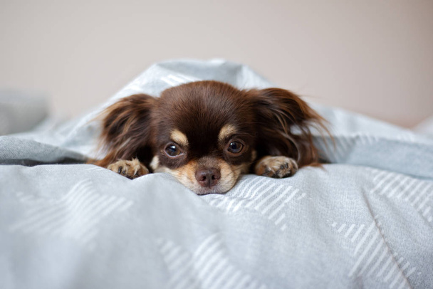 собака чихуахуа відпочиває на ліжку
 - Фото, зображення