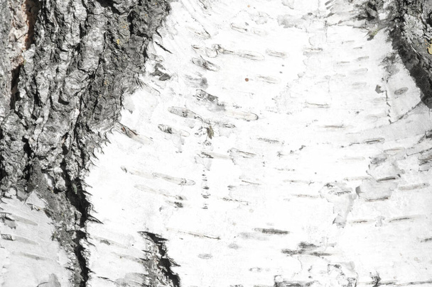 Η σημύδα γαυγίζει τον αδιαπέραστο φλοιό της Βόρειας Αμερικής - Φωτογραφία, εικόνα