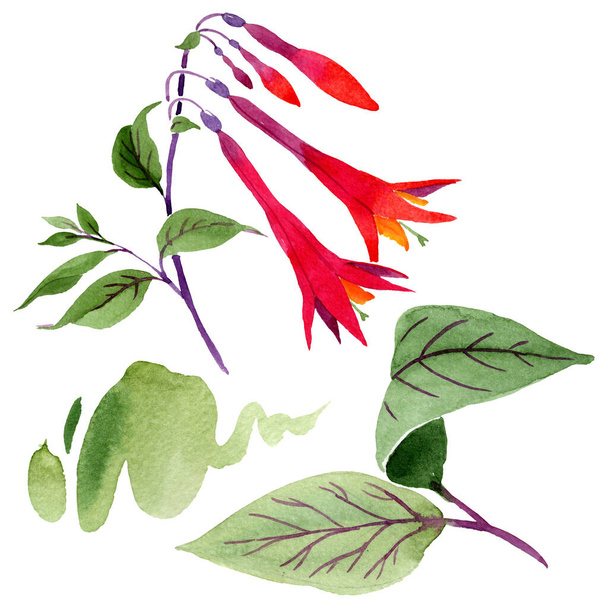 Red fuchsia floral botanical flowers. Watercolor background set. Isolated fuchsia illustration element. - Фото, изображение