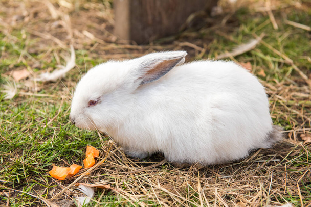 Cute white easter rabbit eating carrot outside - Photo, Image