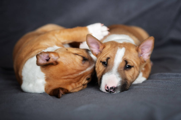 two miniature bull terrier puppies sleeping together - Фото, изображение