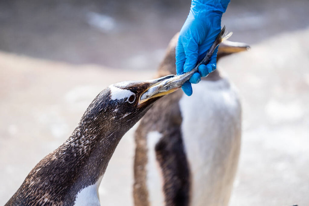 Kobieta karmi pingwiny ".gentoo pingwin Pygoscelis papua") - gatunek pingwina z rodziny pingwinowatych (Pygoscelis). - Zdjęcie, obraz