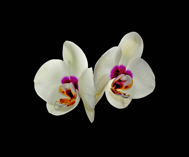 Beautiful motley orchid isolated on a black background - Photo, Image