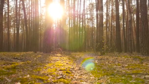 Beautiful pine forest at sunset. Bright sun rays shine through the trees. Growing green moss on the ground. The camera is in motion. Slow motion - Footage, Video