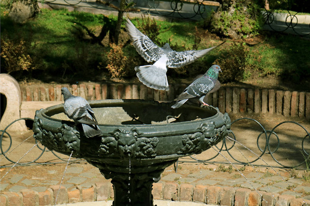 Pigeon летить з фонтану з іншим парком Серро Сата Люсія, історичний парк в Сантьяго, Чилі. - Фото, зображення