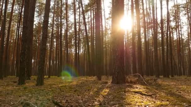 Old pine forest with green moss. Bright sun rays of the sun. The camera is in motion. Slow motion - Footage, Video