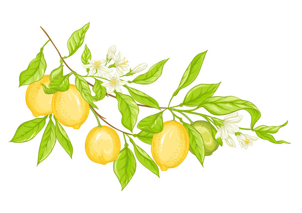 Lemon tree branch - Vector, afbeelding