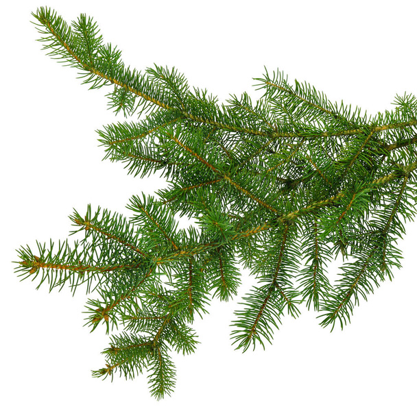 pine branch / pine-tree twig. Spruce . fir-tree. Decoration for  - Photo, Image