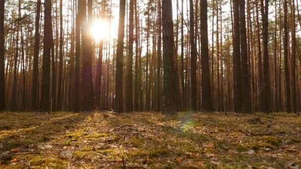 Beautiful sunset in a pine forest. Bright sun rays through the trees. The camera is in motion. Picturesque landscape. Slow motion - Footage, Video
