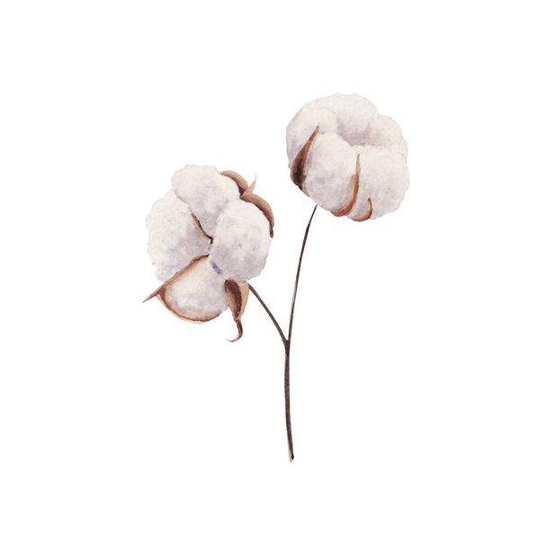 白い背景に分離された水彩画の綿植物. - 写真・画像