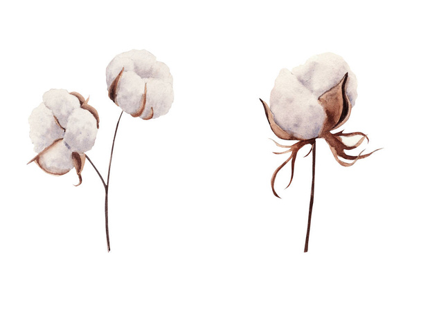 Watercolor Cotton Plant, isolated on white background. - Photo, Image