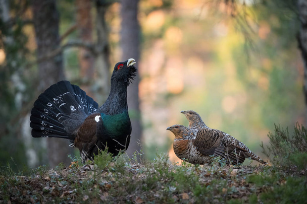 The Western Capercaillie Tetrao urogallus also known as the Wood Grouse Heather Cock or just Capercaillie in the forest is showing off during their lekking season They are in the typical habita - Photo, Image