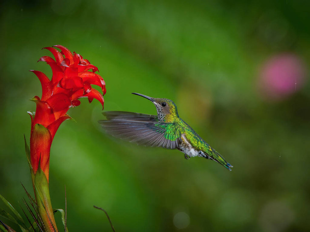 El colibrí está volando y bebiendo el néctar de la hermosa flor en el ambiente de la selva tropical. Flying Jacobina de cuello blanco, florisuga mellivora mellivora con un bonito fondo colorido
. - Foto, imagen