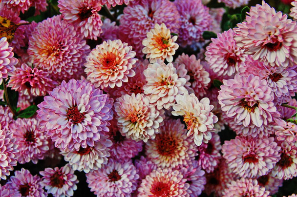 Sok különböző csokor színes krizantém, kis virágok nőnek egy edényben - Fotó, kép